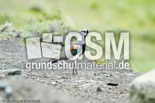 Bronzekiebitz (4 von 4).jpg